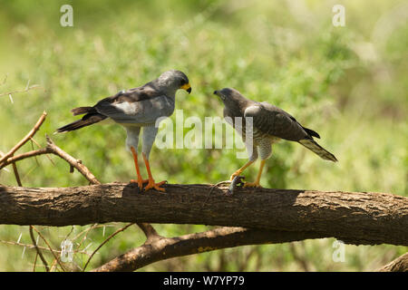 Blass chanting goshawk (Melierax canorus) nach der Fütterung Jugendlicher, Samburu Game Reserve, Kenia, Afrika, November. Stockfoto