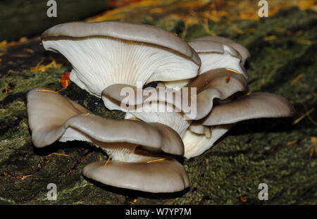 Austernpilzen (Pleurotus ostreatus) zunehmend von den toten Baum, North Downs, Surrey, England, UK. November. Stockfoto