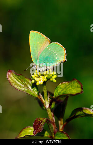 Frau Green hairstreak Schmetterling (Callophrys Rubi) Eier auf Hartriegel (Cornus), North Downs, Surrey, England, UK, April. Stockfoto