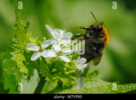 Gemeinsame carder Biene (Bombus pascuorum) Zunge heraus, Fütterung von Knoblauch Senf Blumen, London, England, UK. April. Stockfoto