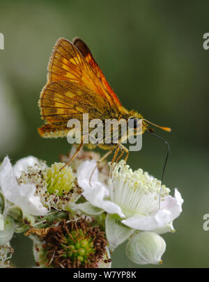 Große skipper Schmetterling (Ochlodes venatus) Beschickung von dornbusch Blumen, London, UK, Juni. Stockfoto