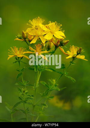 Perforieren St John&#39;s Johanniskraut (Hypericum perforatum) in Blüte, London, Großbritannien, Juli. Stockfoto