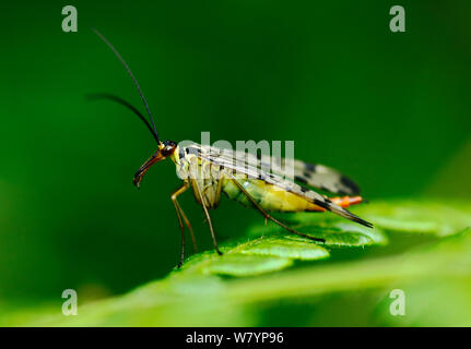 Weibliche Scorpion fliegen (Panorpa sp.) Bookham Commons SSSI, North Downs, Surrey, Großbritannien, Juli. Stockfoto