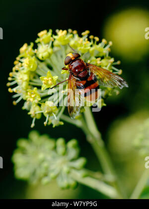 Hoverfly (Volucella zonaria) Beschickung von Efeu (Hedera helix) London, UK, September. Stockfoto