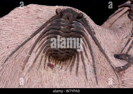 Fossiler Trilobit (Kettneraspis sp.) aus der Devonzeit, Marokko. Stockfoto