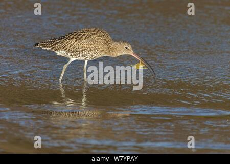 Brachvögel (Numenius arquata) Fang und Fütterung auf shore Crab (Pirimela denticulata). Norfolk, Großbritannien. Dezember. Stockfoto