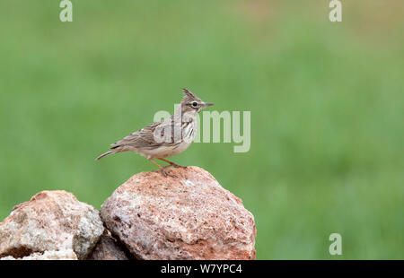 Crested Lark (Galerida cristata) auf Rock, Spanien, März thront. Stockfoto