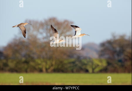 Brachvögel (Numenius arquata) fliegen, Gloucestershire, UK, November. Stockfoto