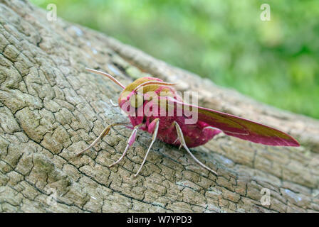 Elefant tabakschwärmer (Deilephila elpenor) auf Rinde, Wiltshire, UK, Juli. Stockfoto