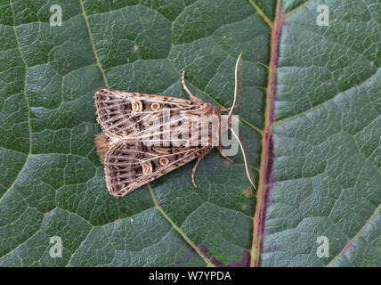 Feathered gothic Motte (Tholera decimalis), Wiltshire, UK, September. Stockfoto