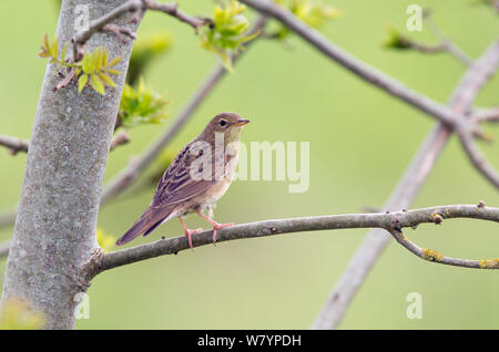 Grasshopper Warbler (Locustella naevia) thront, Wiltshire, UK, Mai. Stockfoto