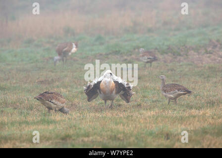 Großtrappe (Otis tarda) Männliche&#39; Pnk 2&#39; anzeigen zu Frauen &#39; Blk 17&#39;, &#39; T5&#39;&#39; LO 25&#39;, Salisbury, Wiltshire, UK, März. Wing tags digital entfernt. Stockfoto