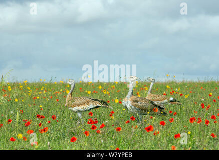 Großtrappe (Otis tarda) Jugendliche in Wiltshire aus Eiern, die unter Lizenz in Spanien geschlüpft. Stockfoto