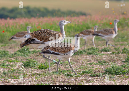 Großtrappe (Otis tarda) Jugendliche in Wiltshire aus Eiern, die unter Lizenz in Spanien geschlüpft. Stockfoto