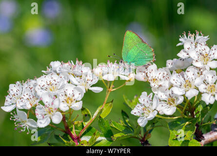 Green hairstreak (Callophrys Rubi) auf Blumen, Wiltshire, UK, Mai. Stockfoto