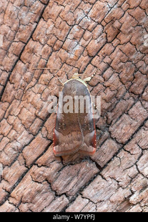 Weniger Breit gesäumt Yellow underwing (Noctua janthe) auf Rinde, Wiltshire, UK, Juli. Stockfoto