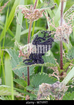 Tagpfauenauge (Inachis io) Raupen fressen an Brennnessel (Urtica dioca) Greylake RSPB Reservat, Somerset, UK, Juni. Stockfoto