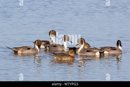 Spießenten (Anas acuta) Gruppe von Männern und Frauen auf dem Wasser, Gloucestershire, UK, November. Stockfoto