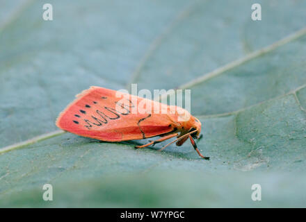 Rosy lackei Motte (Miltochrista Miniata) auf Blatt, Wiltshire, Großbritannien, Juli. Stockfoto