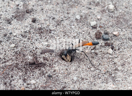 Sand Wasp (Ammophila sabulosa) am Graben, Eingang, Arne, Dorset, Großbritannien, Juli. Stockfoto