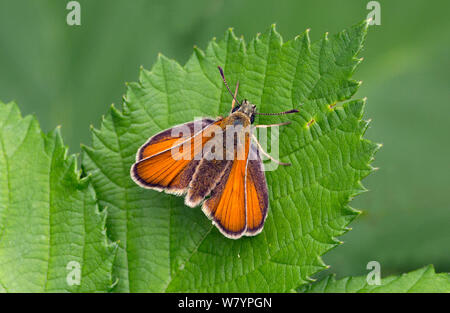 Kleine skipper (Thymelicus sylvestris) Weiblich, Wiltshire, Großbritannien, Juli. Stockfoto