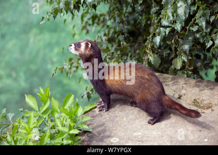 Western Iltis (Mustela putorius), Captive native nach Mittel- und Westeuropa. Stockfoto