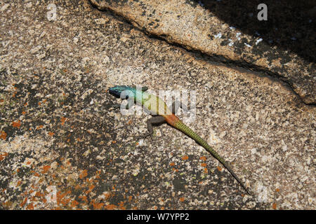 Agama (Acanthocercus atricollis) Matobo Hills, Simbabwe. Januar 2011. Stockfoto