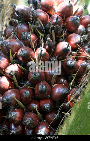 Palmöl (Elaeis guineensis Kernel) an der Plantage, Zentralkalimantan, indonesische Borneo. Juni 2010. Stockfoto