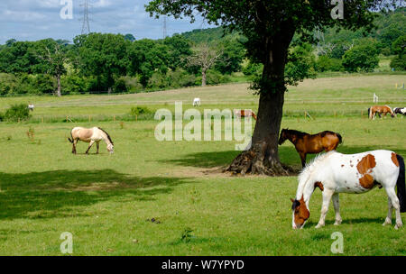 Pferde grasen im Gras unter den Bäumen an einem sommerlichen Tag an Bury Farm, Edgwarebury Lane, Edgware, Greater London, UK. Stockfoto