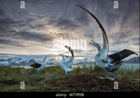 Wanderalbatros (Diomedea Exulans), tätig in der Paarung Display. South Georgia Island, südlichen Ozean. Stockfoto