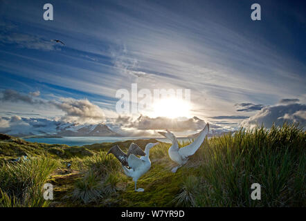 Wanderalbatros (Diomedea Exulans), tätig in der Paarung Display. South Georgia Island, südlichen Ozean. Stockfoto