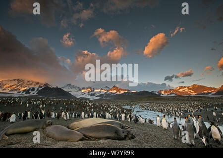 Königspinguin (Aptenodytes patagonicus) und Südlicher See-Elefant (Mirounga leonina leonina) Kolonie bei Sonnenaufgang. Grytviken, South Georgia Island. Stockfoto