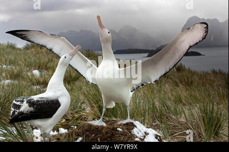 Wanderalbatros (Diomedea Exulans), tätig in der Paarung Display. South Georgia Island, südlichen Ozean. Stockfoto