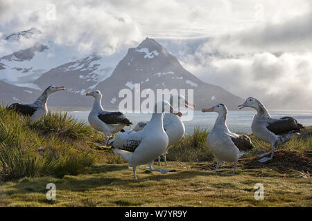 Wanderalbatros (Diomedea Exulans), tätig in der Paarung Display. South Georgia Island, südlichen Ozean. Stockfoto