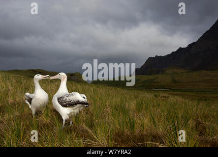 Wanderalbatros (Diomedea Exulans), tätig in der Paarung Display. South Georgia Island, südlichen Ozean. Stockfoto