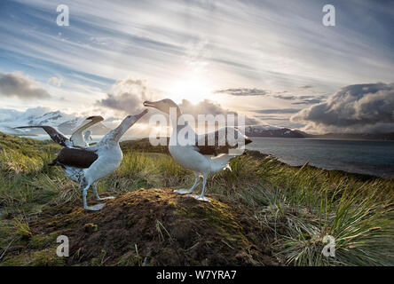 Wanderalbatros (Diomedea Exulans), tätig in der Paarung Display. South Georgia Island, südlichen Ozean. Stockfoto