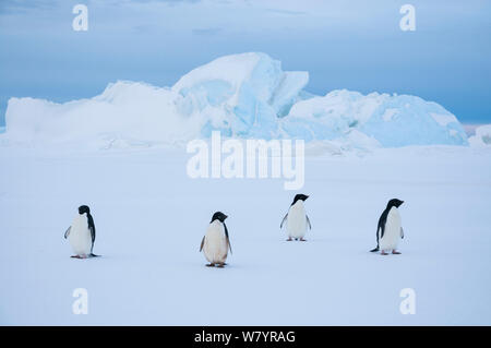 Adelie penguin (Pygoscelis adeliae) auf Eis, Prydz Bay, in der Nähe von Davis Station, Vestfold Hügel, der Ingrid Christensen Coast, im Osten der Antarktis, November. Stockfoto