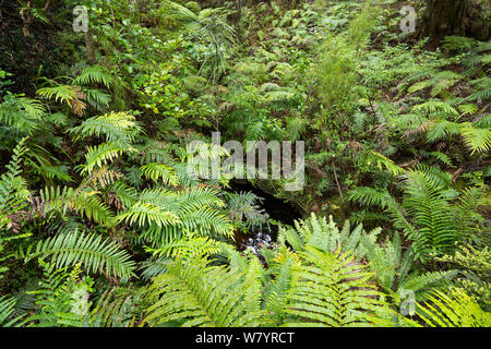 Wald auf der Codfish Insel/Whenua Hou, der Lebensraum der vom Aussterben bedrohten Kakapos, Southland, Neuseeland, Februar. Stockfoto