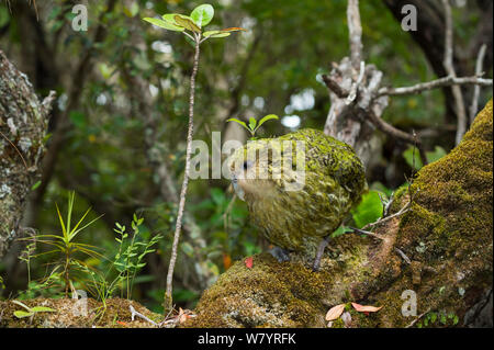 Kakapo (Strigops habroptilus) männlich, Codfish Insel/Whenua Hou, Southland, Neuseeland, Februar. Vom Aussterben bedroht Stockfoto