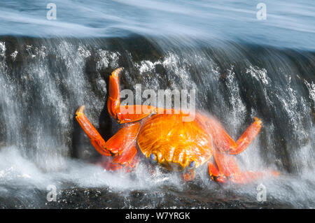 Tot Sally lightfoot Krabben (Grapsus Grapsus) angespült in Brandung, Puerto Egas, James Bay, Insel Santiago, Galapagos, Ecuador, Mai. Stockfoto