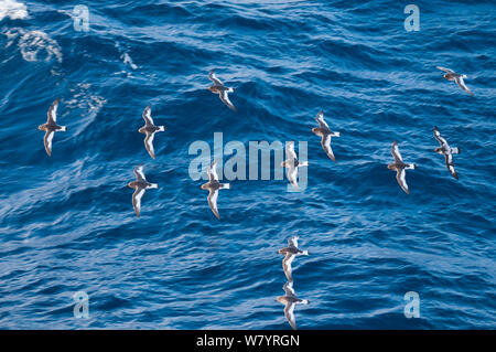 Antarktis petrel (Thalassoica Antarktis) und Pintado petrel (Daption capensis) fliegen, Antarktis, Oktober. Stockfoto