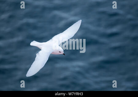 Schnee petrel (Pagodroma Nivea) fliegen, Antarktis, November. Stockfoto