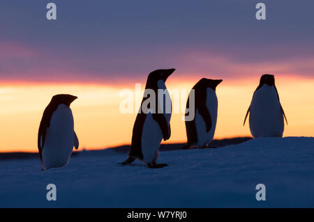 Adelie penguin (Pygoscelis adeliae) mit Hintergrundbeleuchtung in der Dämmerung, Prydz Bay, in der Nähe von Davis Station, Vestfold Hügel, der Ingrid Christensen Coast, im Osten der Antarktis, November. Stockfoto