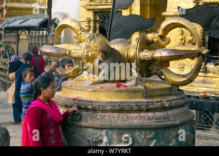 Touristen auf der Suche Rhesus Makaken (Macaca mulatta) Fütterung auf Blumen, auf Monkey Tempel oder Swayambhunath, Kathmandu, Nepal. November 2014. Stockfoto