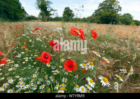 Field poppies (Papaver rhoeas) and Corn Chamomile (Anthemis arvensis) growing in organic Barley (Hordeum vulgare) crop, Norfolk, England, UK. July. Stockfoto