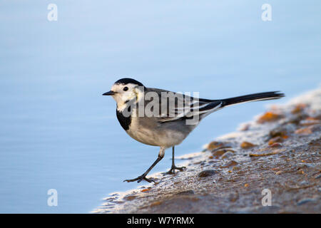 Pied Bachstelze (Motacilla alba) Fütterung um Pfütze in Ackerland, Norfolk, England, UK. Dezember. Stockfoto