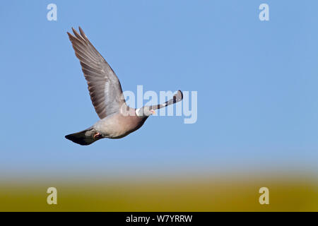 Ringeltaube (Columba palumbus) im Flug gegen den blauen Himmel, Norfolk, England, UK. Juli. Stockfoto