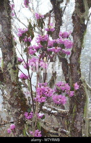 Rhododendron Blumen (Rhododendron sp) Lijiang, Lijiang Laojunshan Nationalpark, Provinz Yunnan, China. April. Stockfoto