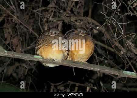 Schuppige-breasted Rebhuhn (Arborophila chloropus chloropus) Zwei zusammen auf Ast sitzend in der Nacht, Xishuangbanna National Nature Reserve, Provinz Yunnan, China. März. Stockfoto