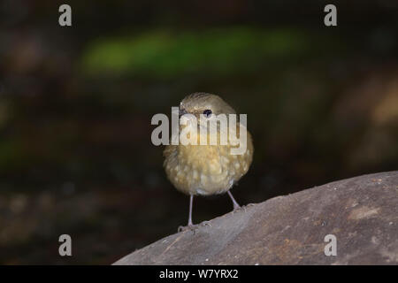 Snowy der tiefsten Schopftyrann (Ficedula hyperythra hyperythra) Weibchen auf Rock, Xishuangbanna National Nature Reserve, Provinz Yunnan, China. März. Stockfoto